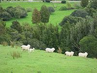 NZPS
